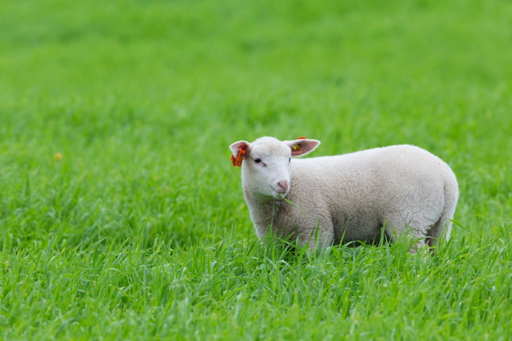 Lamb Standing in Grass